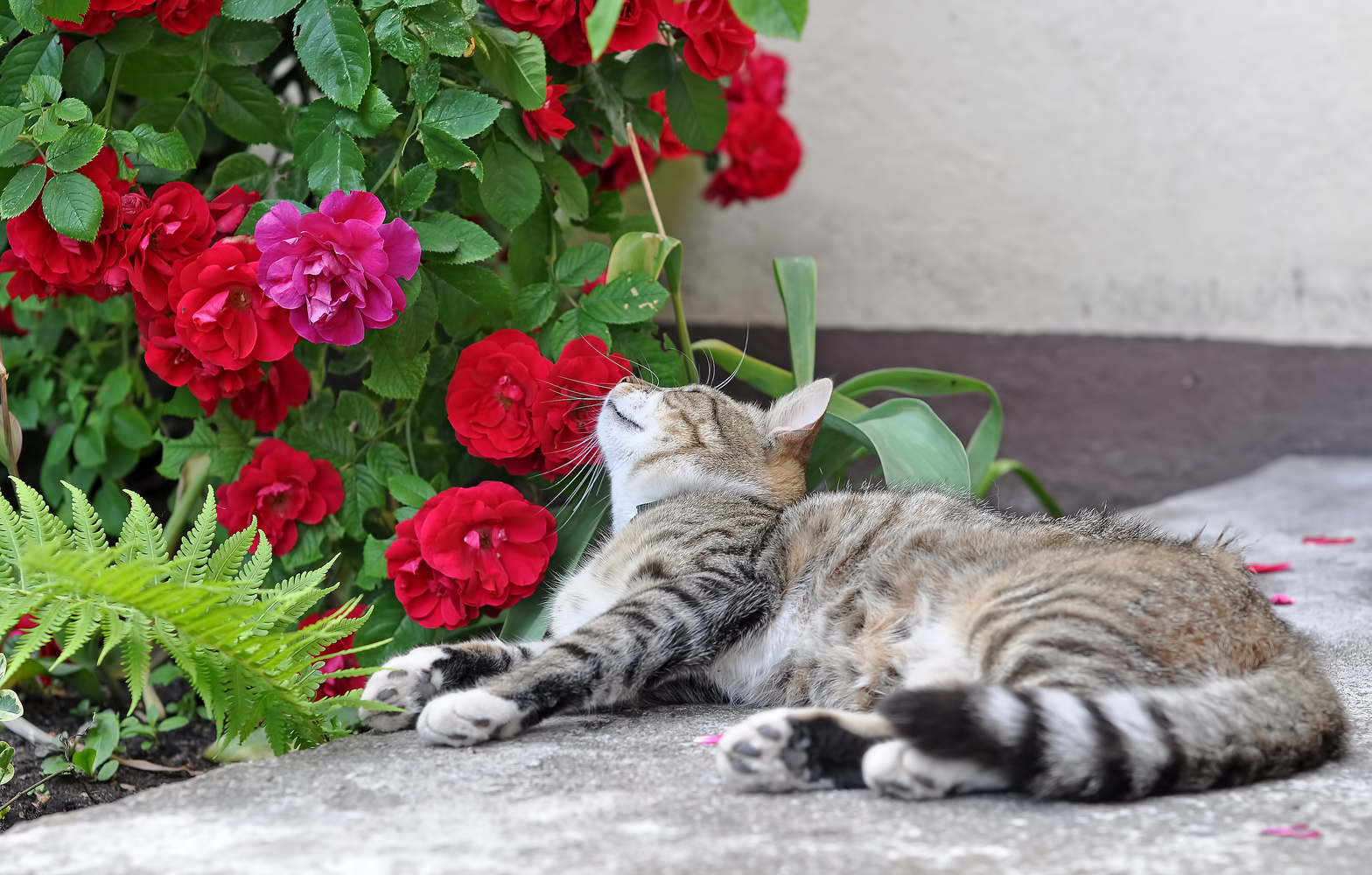 Toxic Houseplants for Cats