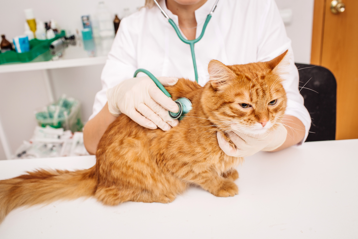 Top Diet Plans for Feline Diabetes