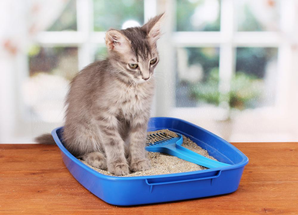 Must-Have Cleaning Products for Cat Owners